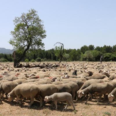 Arrivée au plateau de la Crau avant le départ pour les Alpes