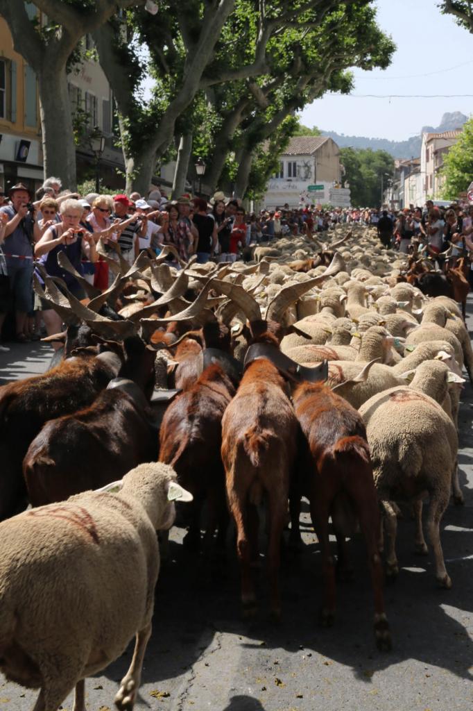 Transhumance de St Rémy-de-Provence