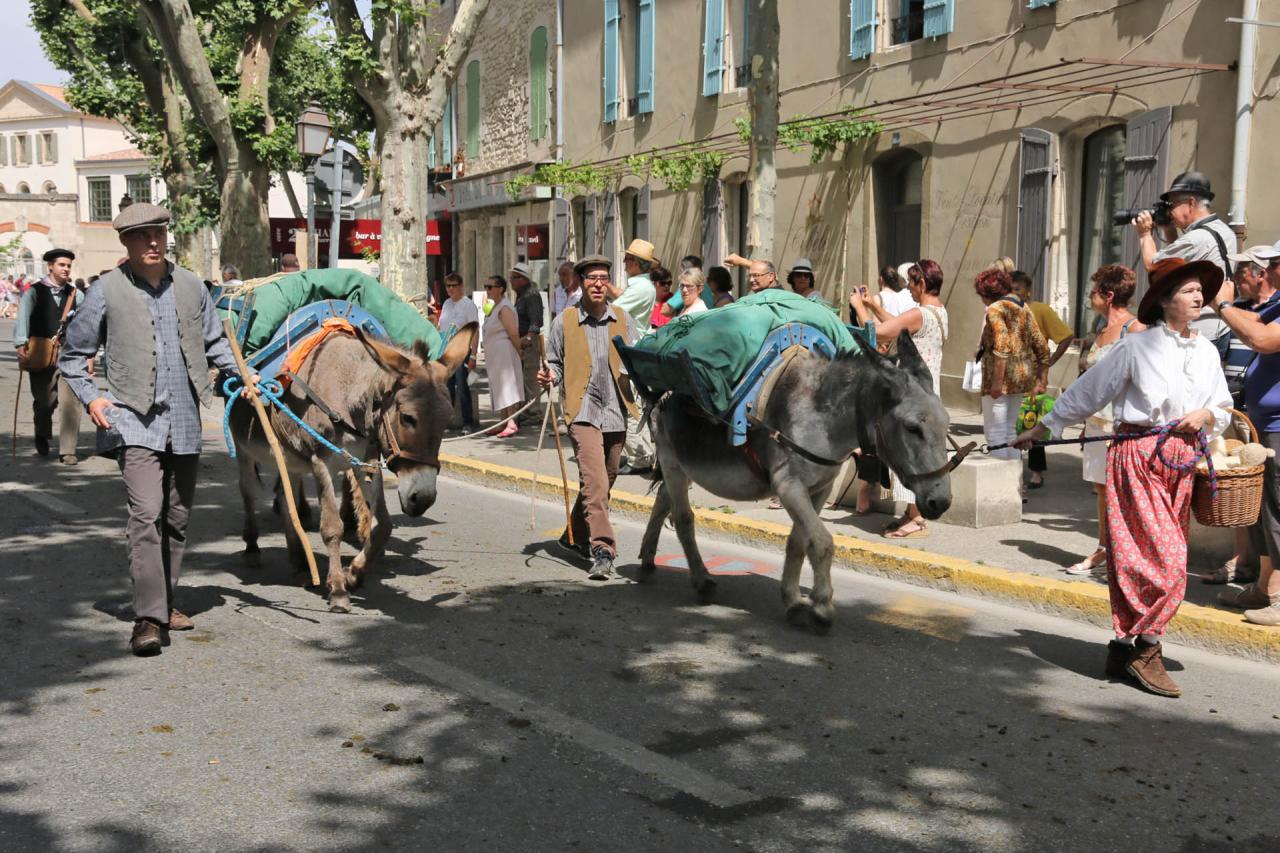 Transhumance de St Rémy-de-Provence