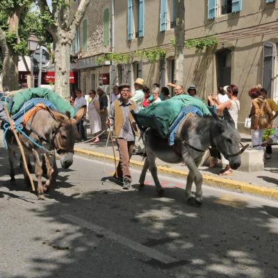 Transhumance de St Rémy-de-Provence