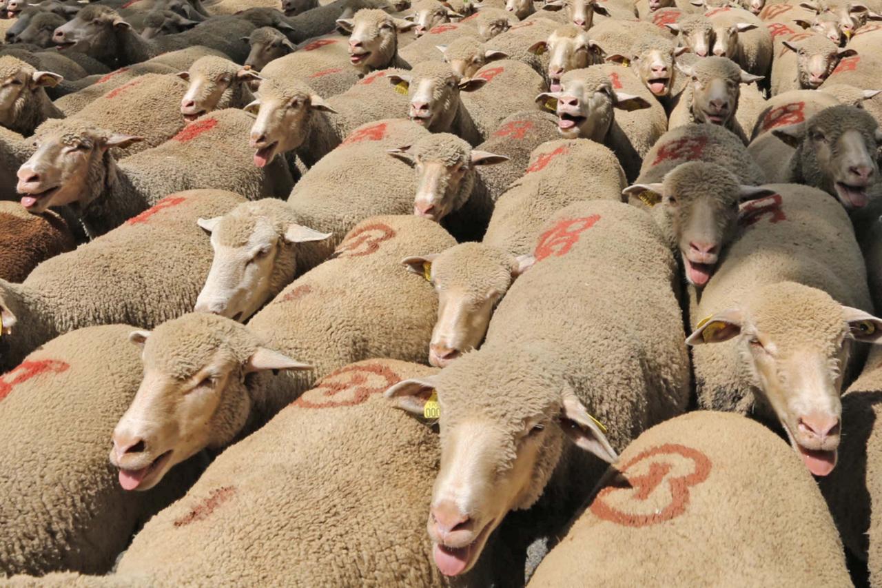 Transhumance de St Rémy-de-Provence