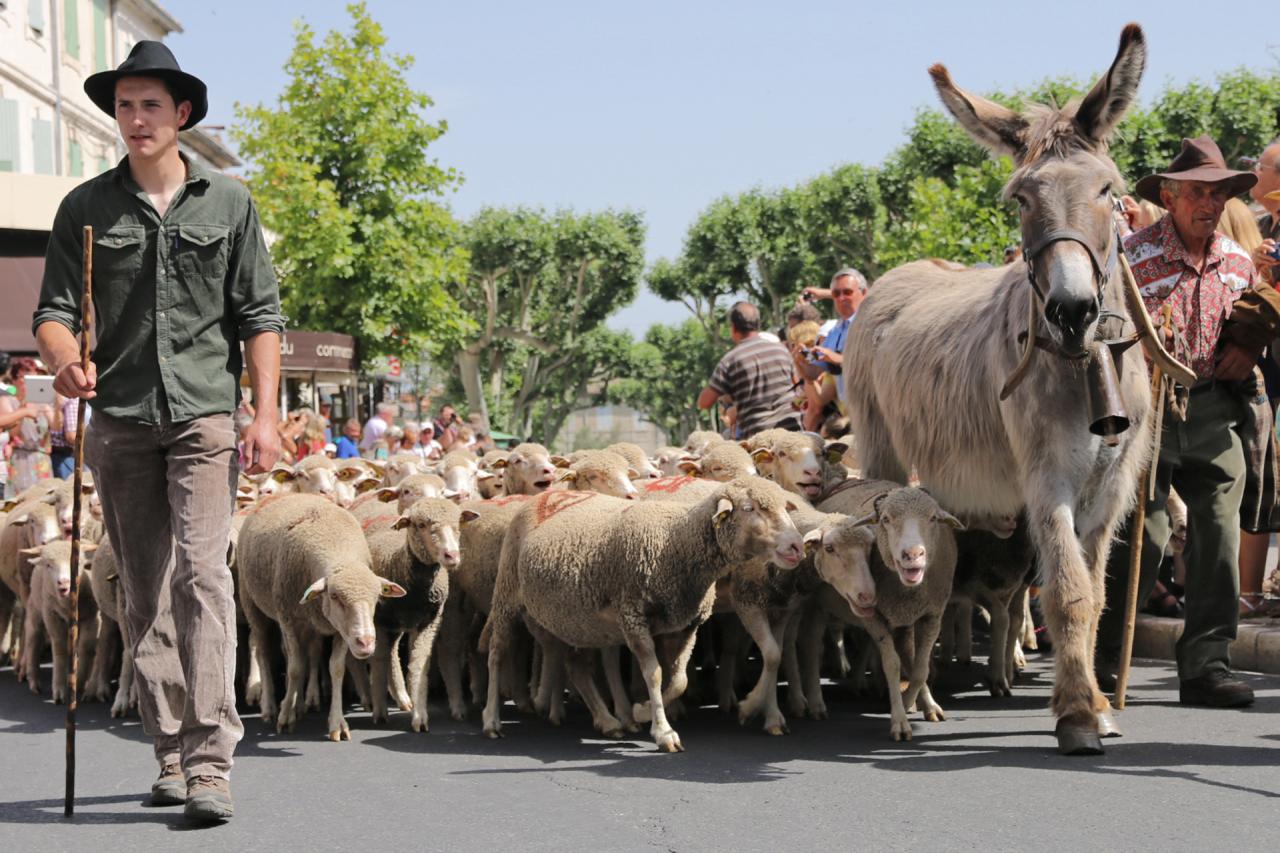 Transhumance de St Rémy-de-Provence