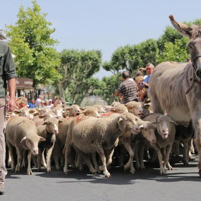 Transhumance de St Rémy-de-Provence