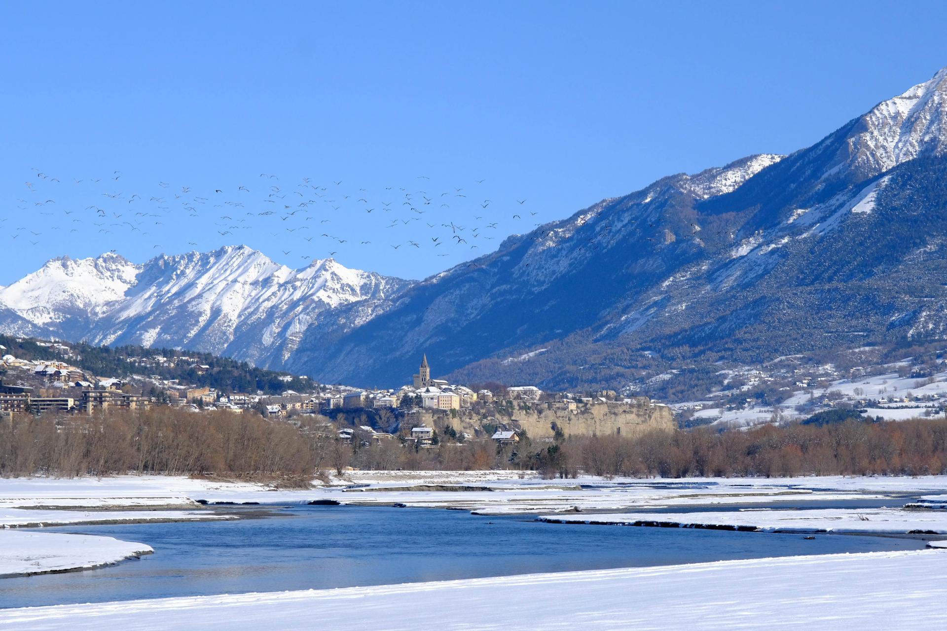 Envol de mouettes sur Embrun