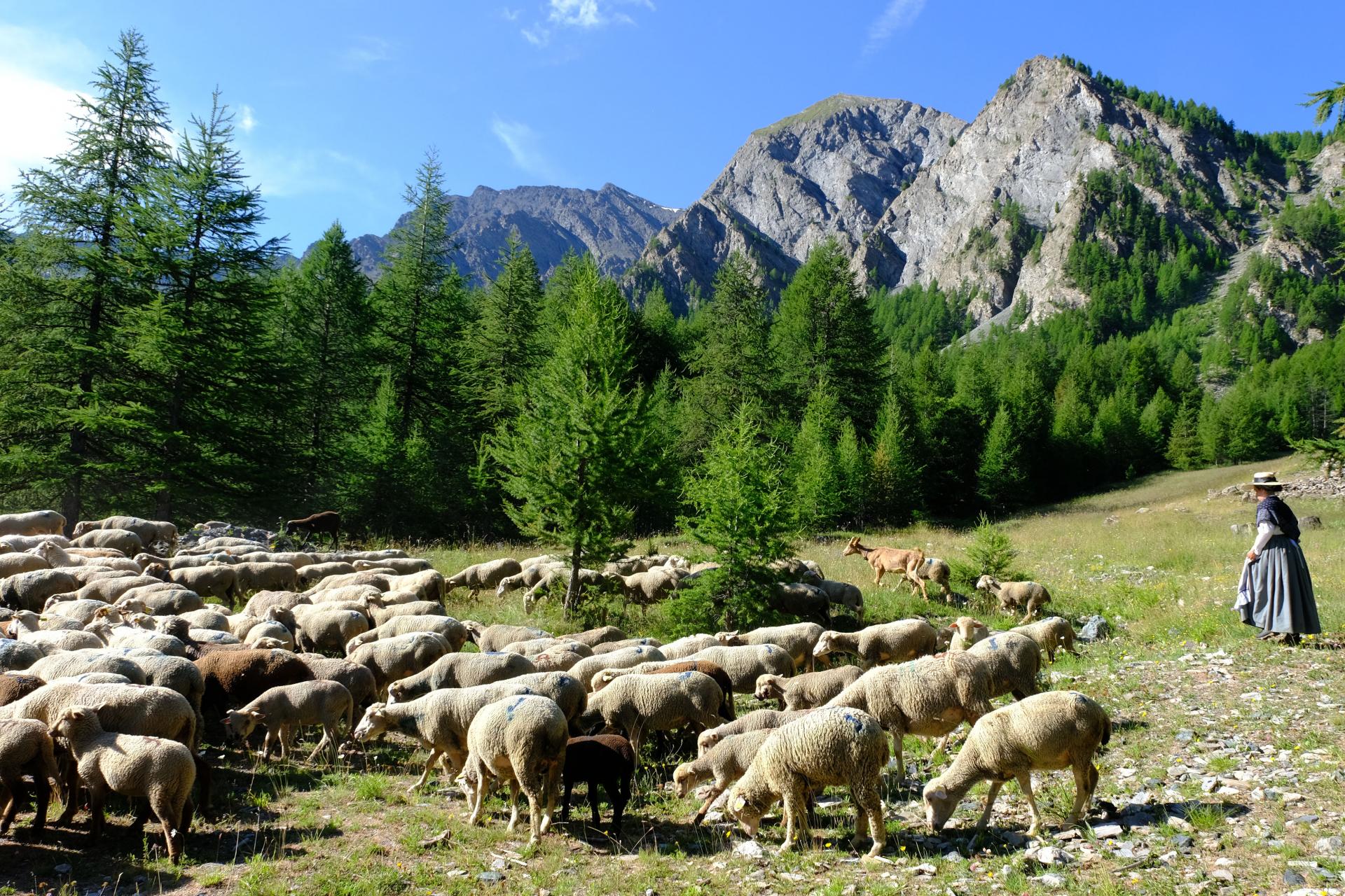 La transhumance de Saint-Véran