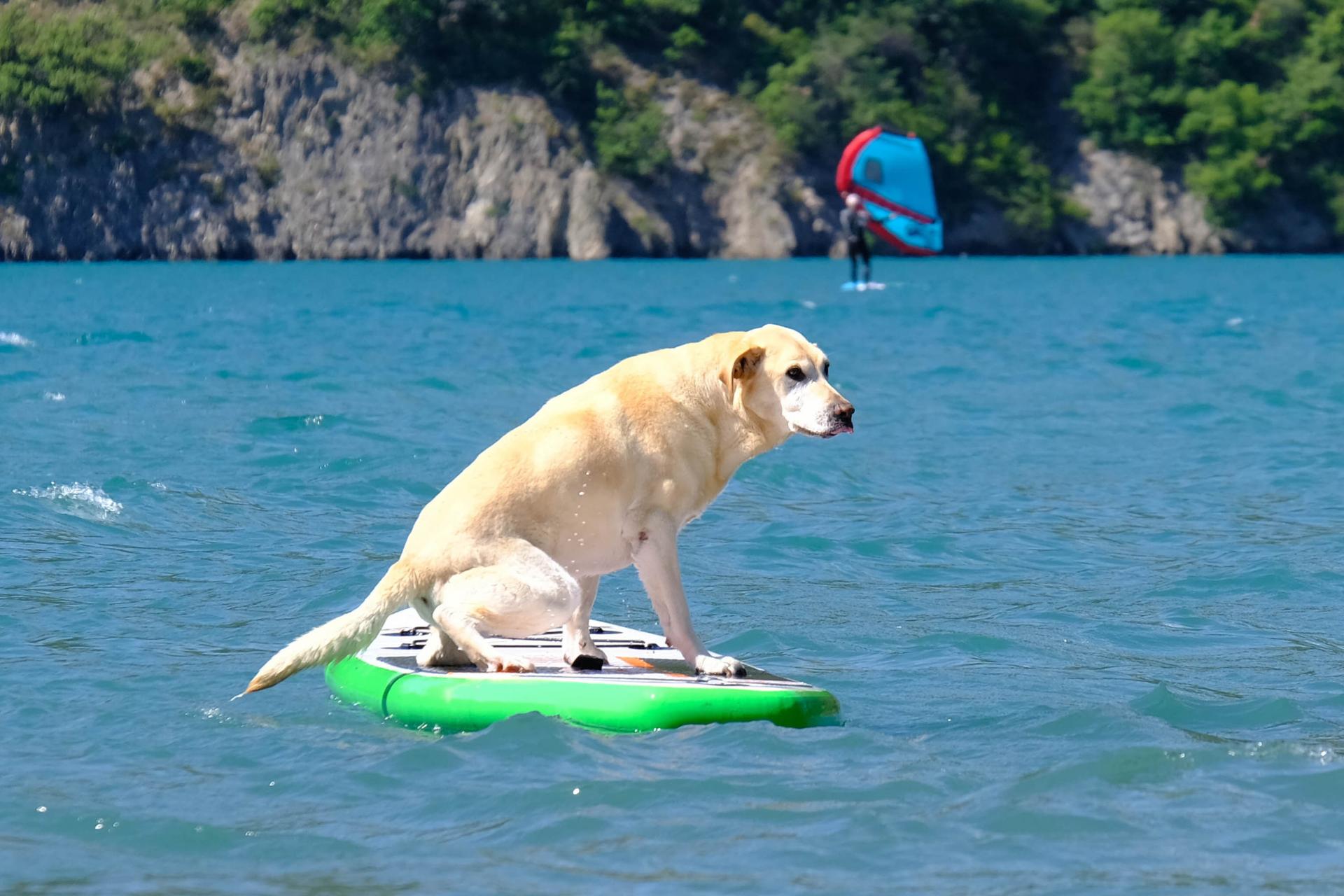 Cani-paddle :-)