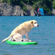 cani-paddle