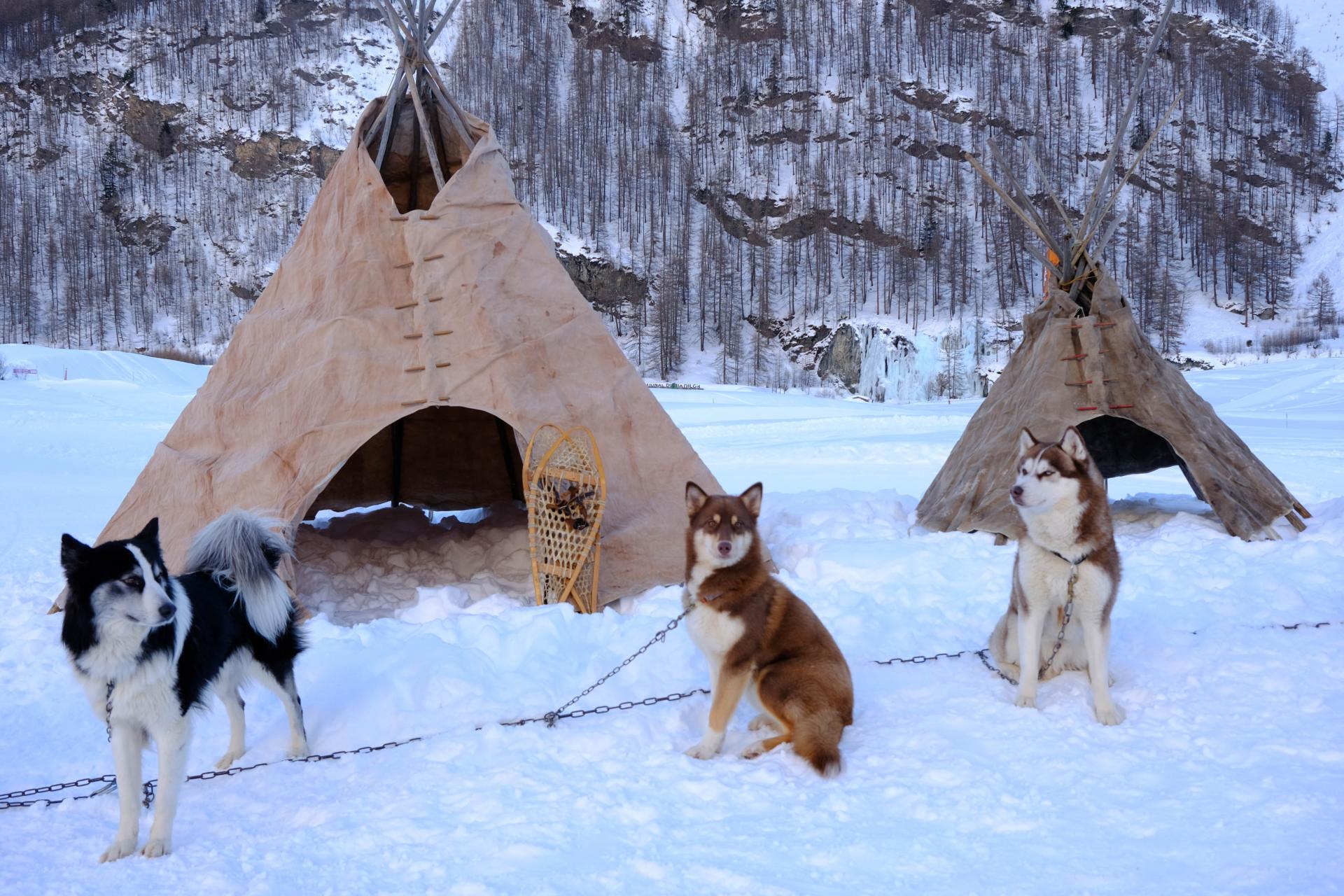 Les Huskys de la Grande Odyssée