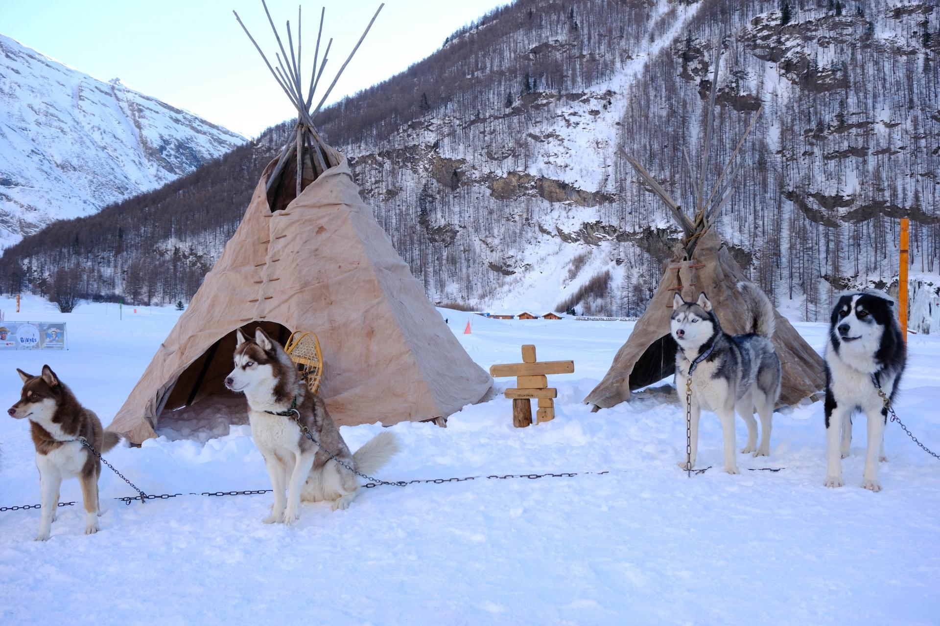 Les Huskys de la Grande Odyssée