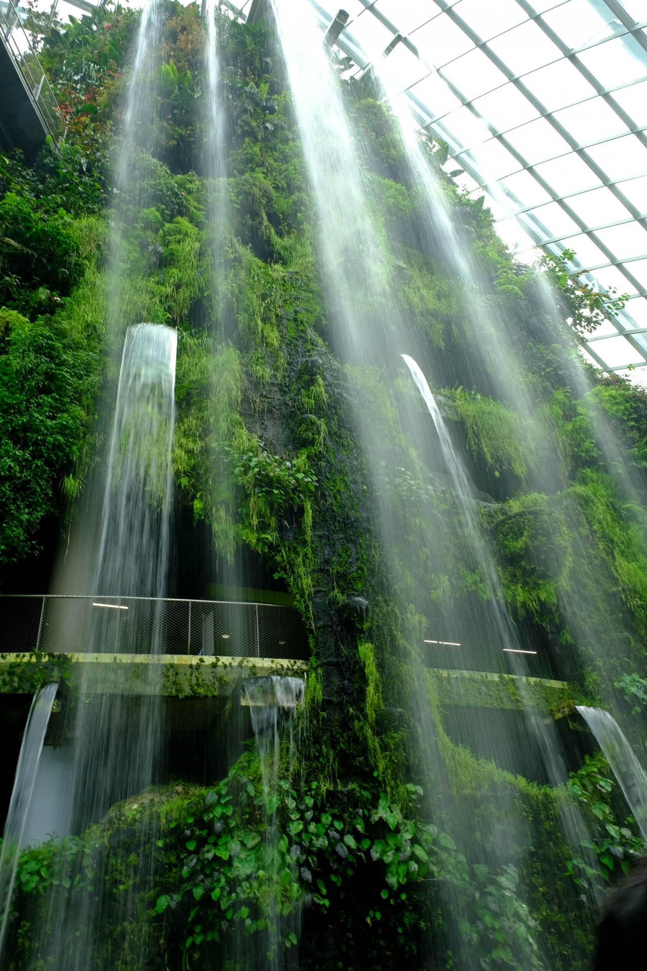 Cloud Forest reproduit un climat de forêt tropicale en altitude de 2000m