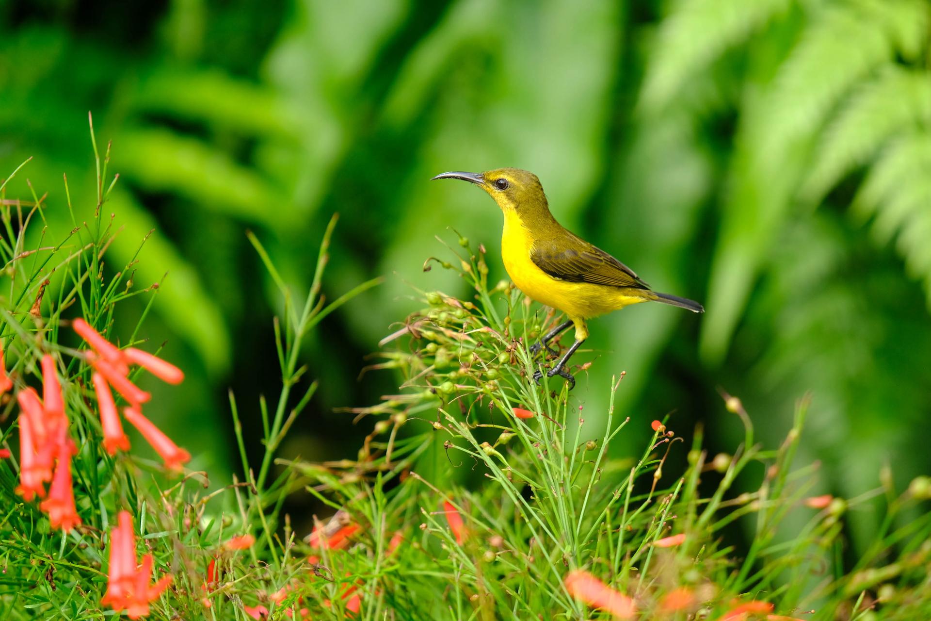petit oiseau de Gardens by the bay
