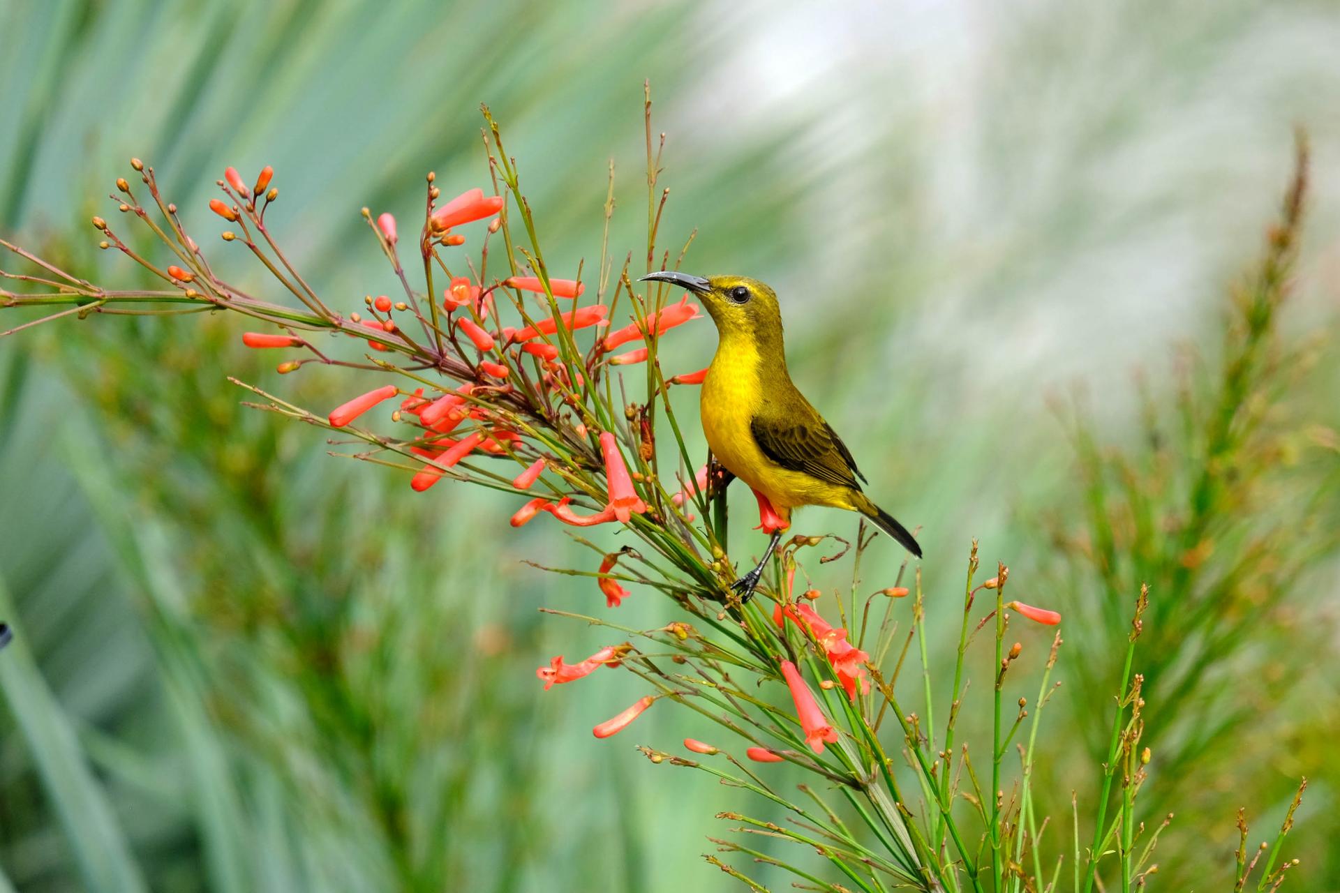 petit oiseau de Gardens by the bay