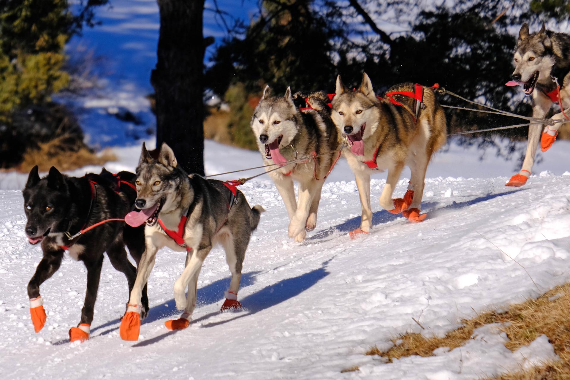 Les chiens en course de la Grande Odyssée