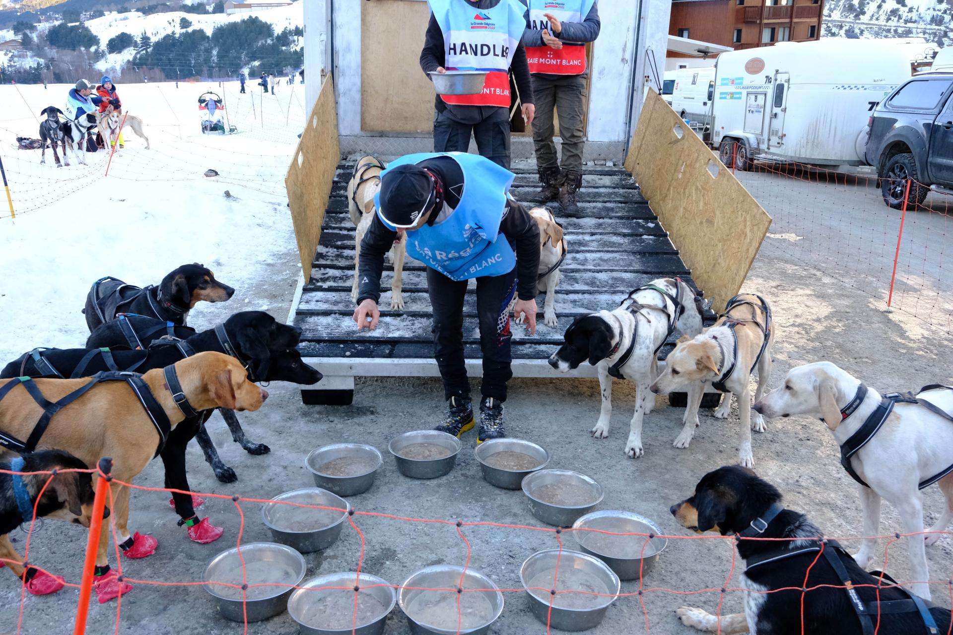 Les chiens à l'écoute !