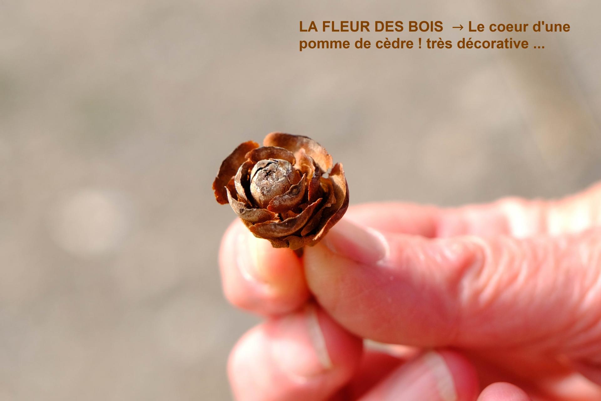La fleur des bois