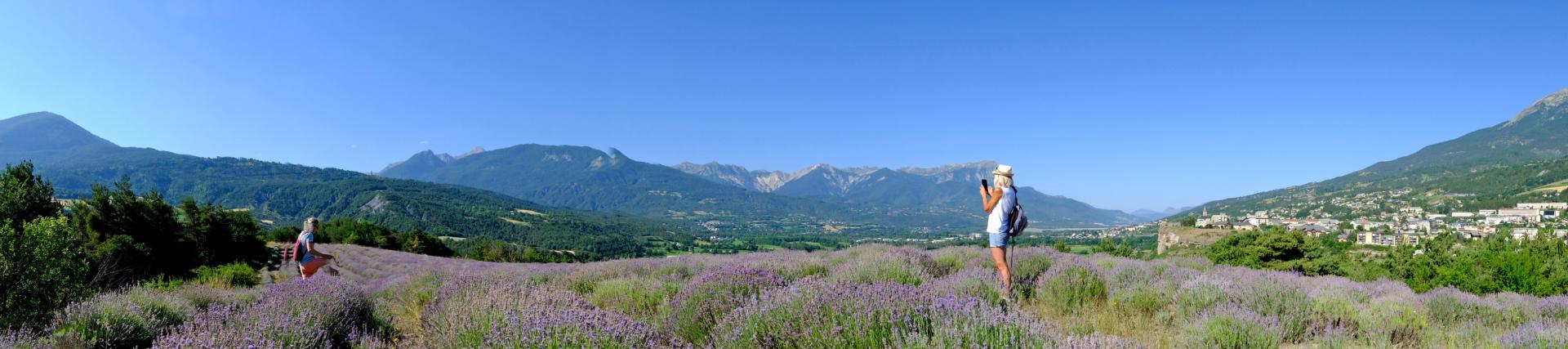 Le champ de lavande d'Embrun