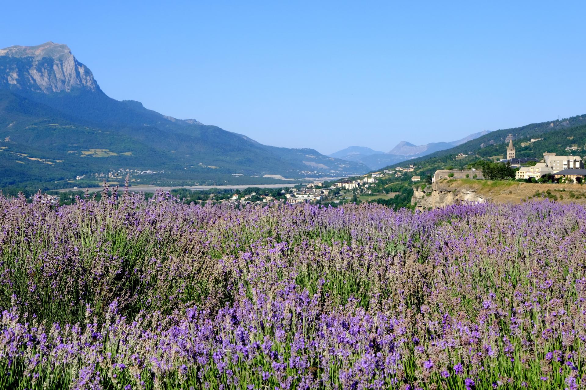 champ de lavande à Embrun