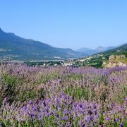 champ de lavande à Embrun