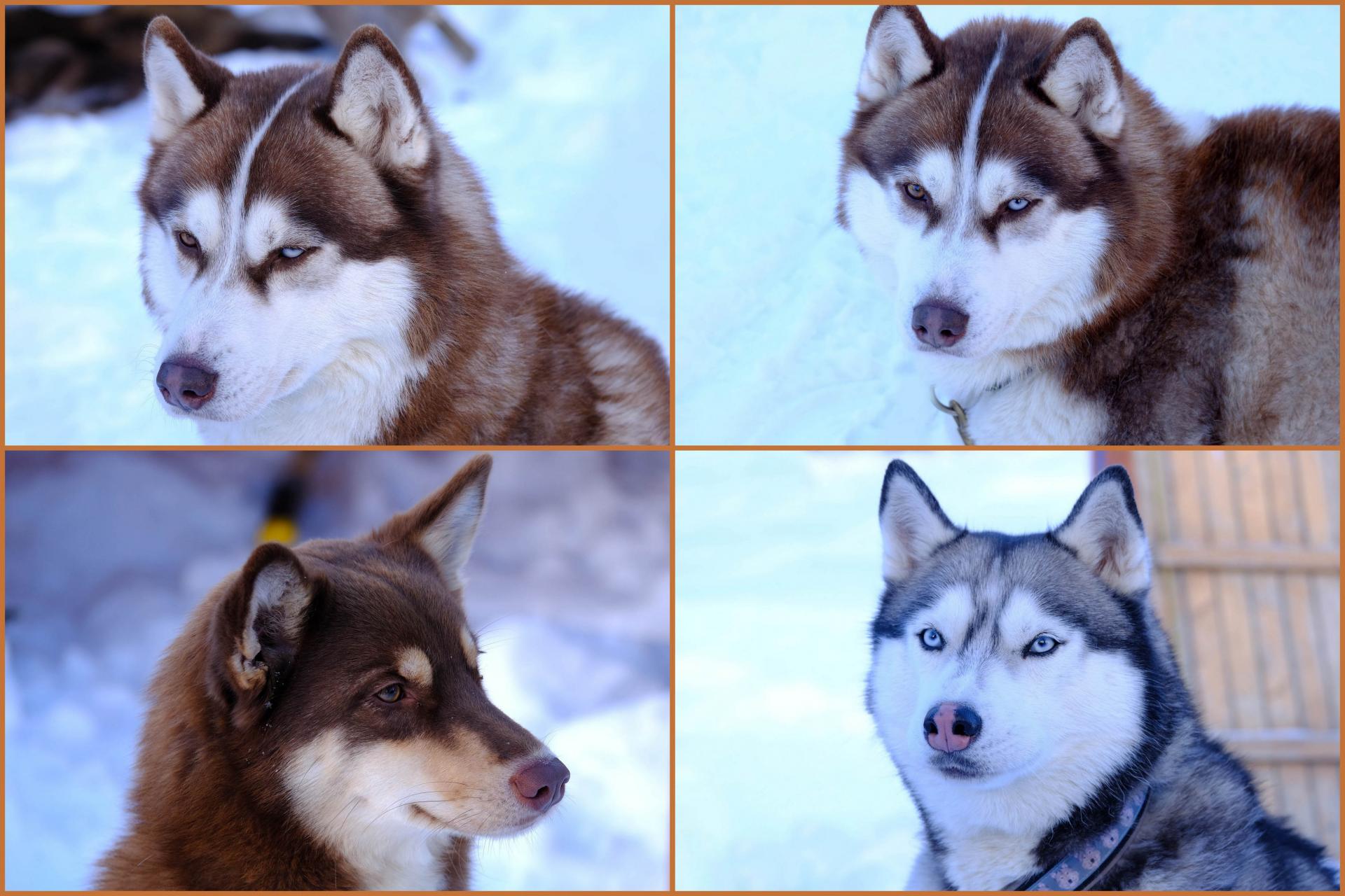 Les Huskys de la Grande Odyssée