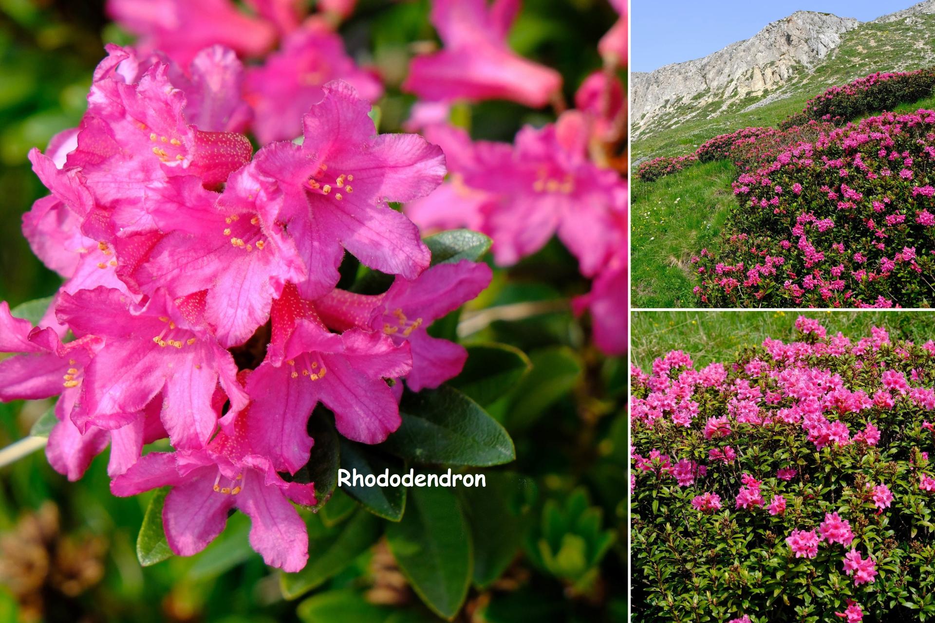 Pm rhododendrons