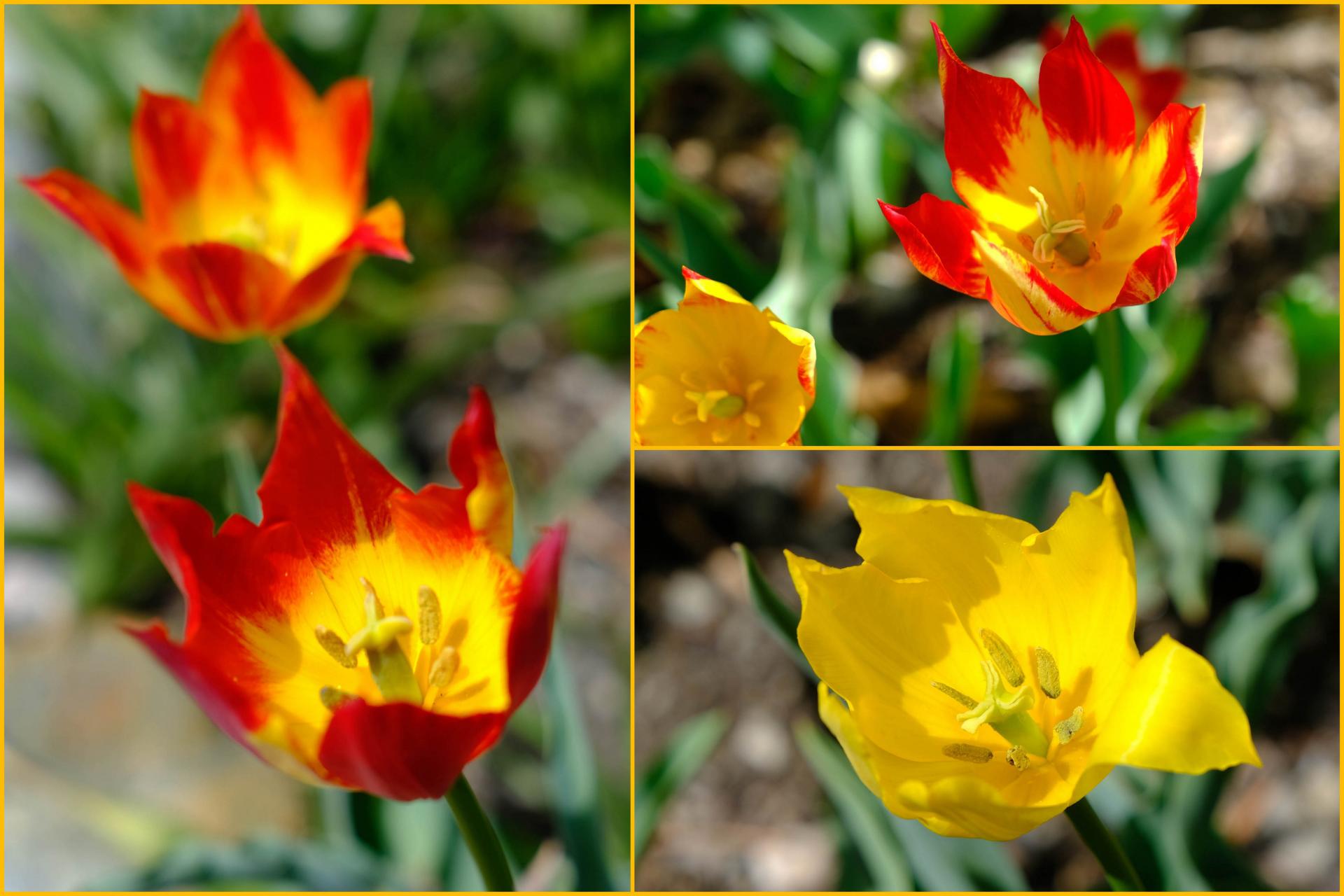 Pm tulipes